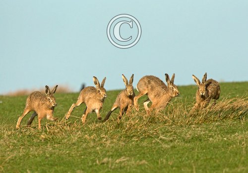    Brown Hares DM2024